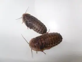 Krmný hmyz:Švábi Blaptica dubia 3-4cm,1ks/2,70kč