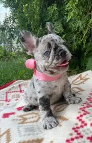 Roztomilá fenka francouzského buldočka Bricolo k adopci