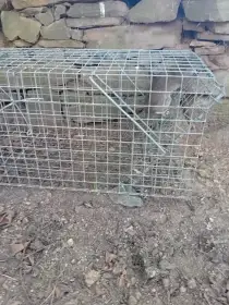 Sklopec na potkany v akci