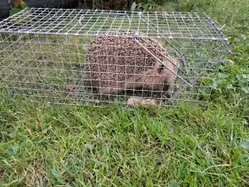 Sklopec na potkany v akci. Ježek vypuštěn, pro případné dotazy