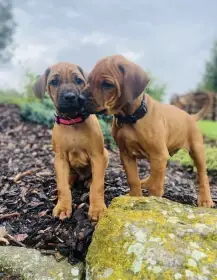 Rhodéský ridgeback štěňátka s PP