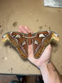 Attacus atlas vajíčka