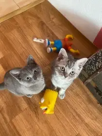Whiskas koťátka