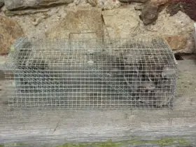 Past na myši - odchyt