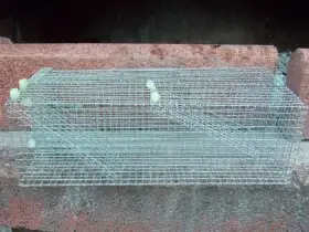 Pasti a sklopce  na škodnou