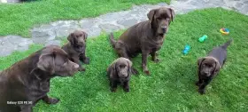Labradorský retríever