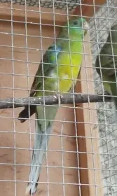 Vyměním Samce Papouška zpěvavého za samce