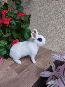 Zakrslý králík - bílý modrooký sameček