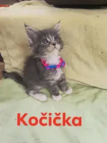 Mainská mývalí kočka-koťátka