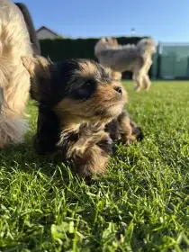 🐾 Štěňátka Yorkshire teriéra s PP FCI hledají milující domovy 🐾