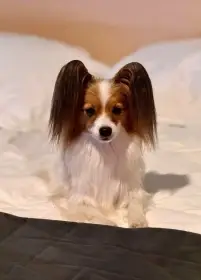 Malý kontinentální španěl - Papillon s průkazem původu