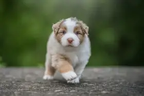Prodáme red merle pejska auo s PP