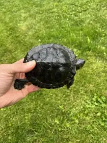 Daruj dvě vodní želvy žlutolící