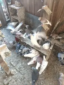 Prodám poštovné holubátata