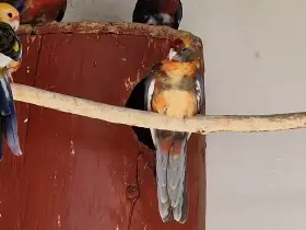 Penant straky a pomeranč straky