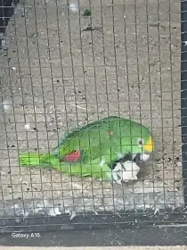 Koupím samičku Amazoňana surinamského i s hendikepem