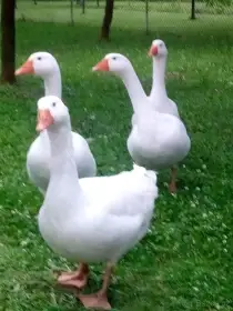 Husa česká