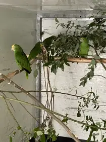 Amazoňan velký, surinamský, oranžovokřídlý