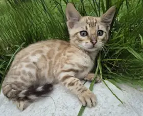 Bengalsky kocour s PP