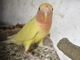 Agapornis růžohrdlý, Holoubek diamantový