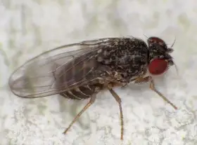 Násady Drosophila hydei (Mohu dovézt na Terabazar  23.8.)