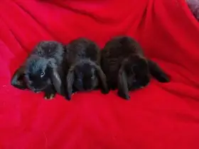 Nabízím zakrslé králíčky- beránky s rex genem