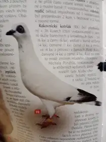 Prodám