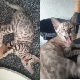 Bengálská kočka, koťata s PP