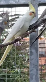 Korela samec lutino