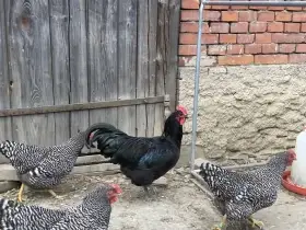 Letošní kohout australky