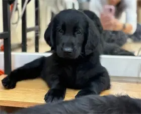 Flat coated retriever – štěňata s PP, volná holčička