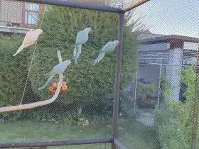 Letošní odchovy Alexandr malý  modrý, lutino, modrý lacewing