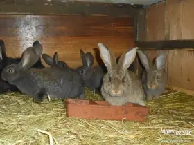 Prodám zakrslé králíčky.