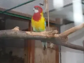 Prodám rosely pestré