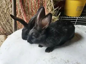 Králík