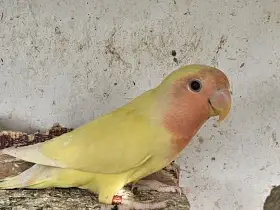 Agapornis růžohrdlý, Holoubek diamantový, rýžovník
