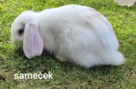 Zakrslí králíčci