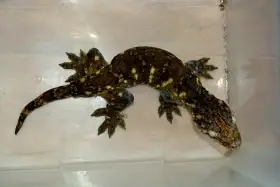 Rhacodactylus leachianus Mt. Koghis