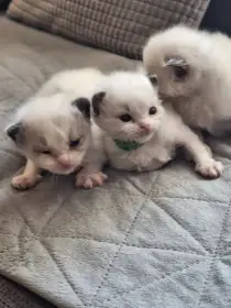 Koťátko Ragdoll
