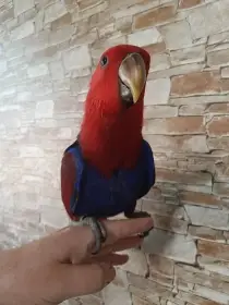 Ručně dokrmené mládě