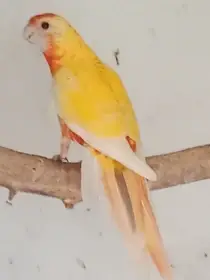 Prodám Penant zlatý pastel