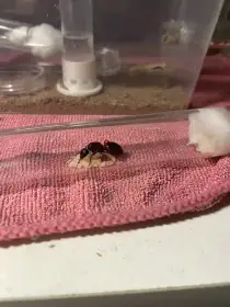 Camponotus ligniperda
