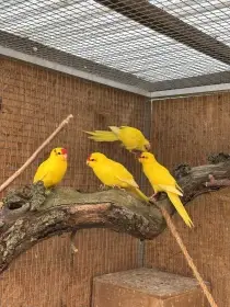 Kakariki