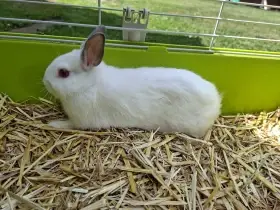 Zakrslý králík