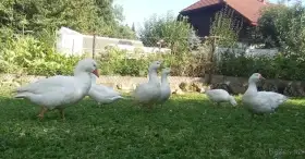 Husa česká