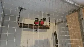 Pyryry par . 7 kus