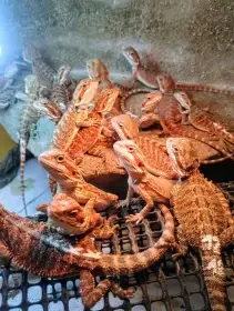 Agama vousatá