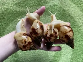 Oblovka síťkovaná (Lissachatina reticulata)