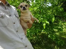 Nabízím dospělou fenu, v typu čivava krátkosrstá.
