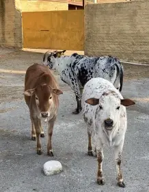 Zebu zakrslý - prodej loňských telat